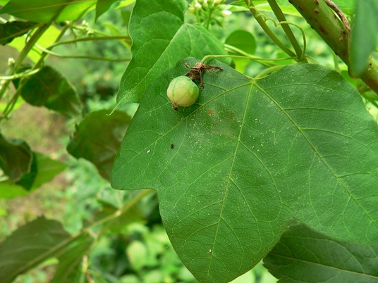 {Passiflora lutea}
